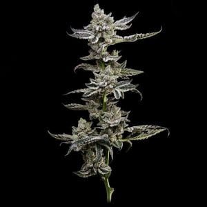 Platinum Affie 78