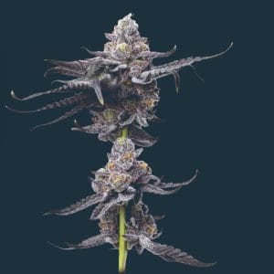 Image 1 of Platinum OG cannabis by Mavericks Genetics – Indoor-friendly – Super Strength – Gassy – Seed City