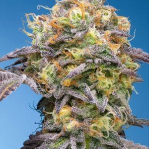 Plumz from Grounded Genetics