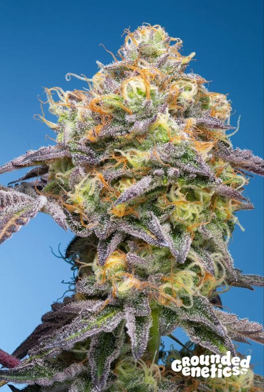 Plumz from Grounded Genetics