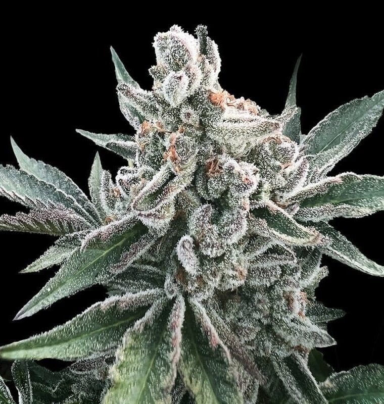 Happy – Cake – The End of October – Polar Gelato Auto by Sherbinskis strain – image 1 – from Silent Seeds via Seed City