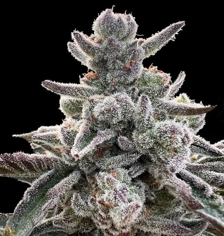 Polar Gelato by Sherbinskis by Silent Seeds – Sweet – Female seeds – Outdoor – image 1 – Seed City