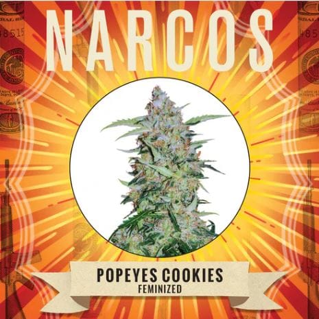 Popeyes Cookies by Narcos Seedbank – Feminized – Caramel – Relaxing – image 1 – Seed City