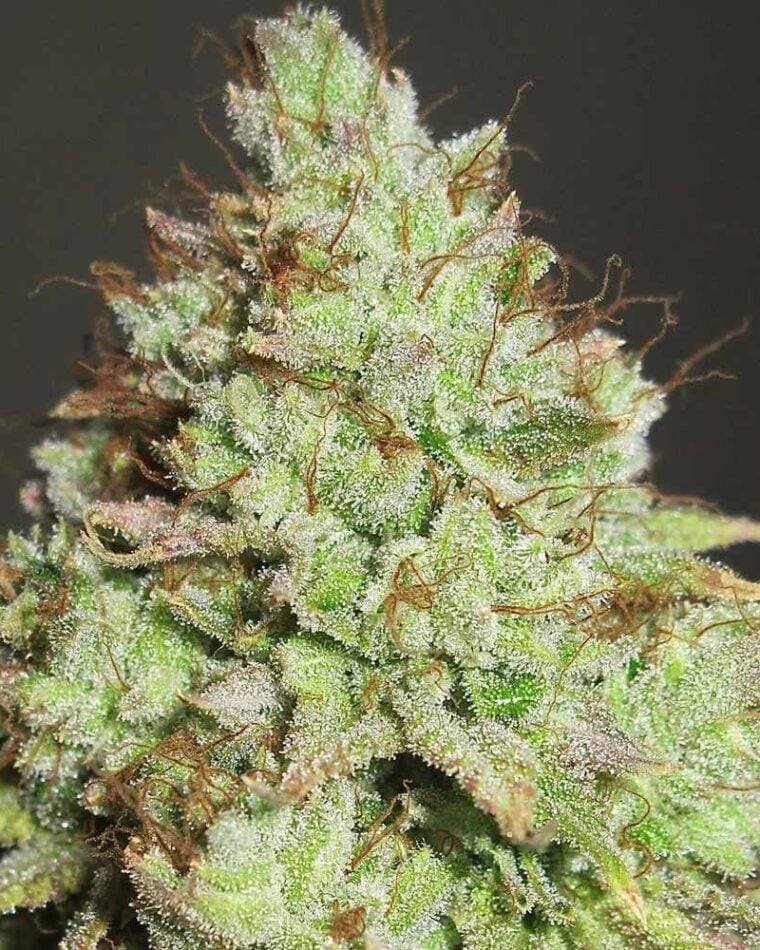 Image 1 of Pornstar Martini cannabis by Ultra Genetics – Super Strength – Tall (140cm plus) – Indica-heavy – Seed City