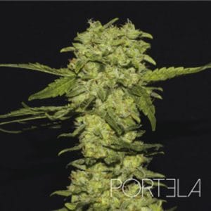 Portela