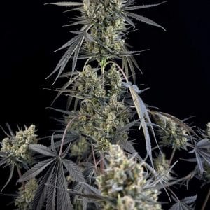 Pound Cake Auto by FastBuds – Auto-Flowering – Super Strength – Sweet – image 1 – Seed City