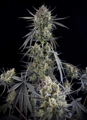 Pound Cake Auto