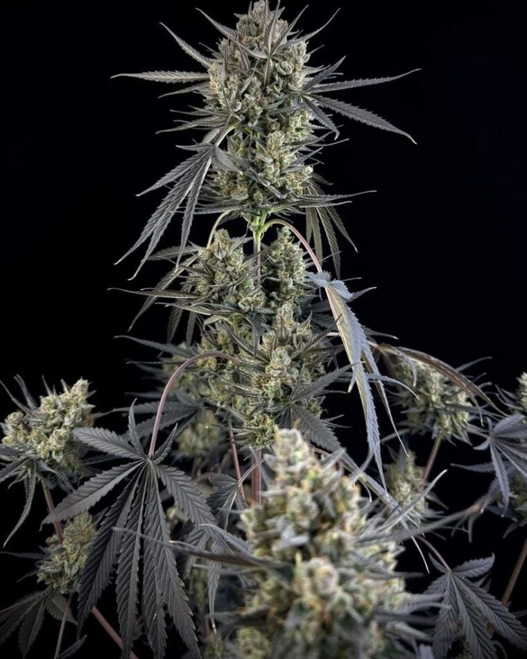 Pound Cake Auto by FastBuds – Auto-Flowering – Super Strength – Sweet – image 1 – Seed City