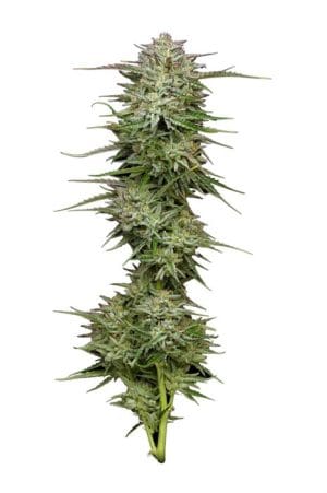 Pound Town Autoflower