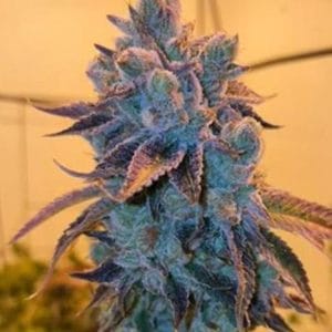 Poundz from Dank Genetics