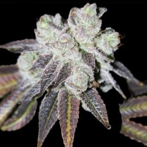 Image 1 of Powahh Upz cannabis by Dank Genetics – Good for outdoor grow – Lime – Regular – Seed City