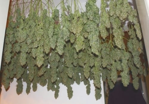 Mostly Sativa – Super Strength – Greenhouse – Power Plant strain – image 2 – from Dutch Passion Seeds via Seed City