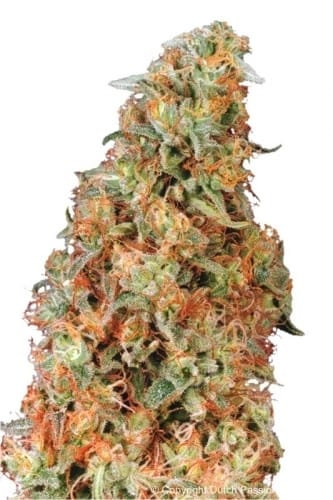 Image 3 of Power Plant cannabis by Dutch Passion Seeds – Mostly Sativa – Super Strength – Middle of October – Seed City