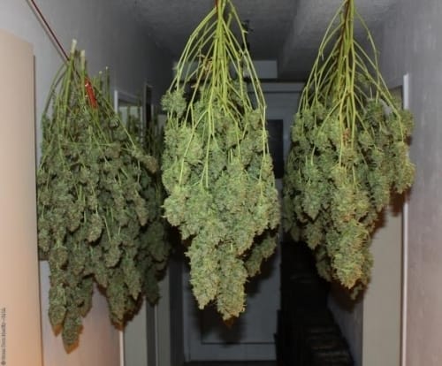 Greenhouse – Mostly Sativa – Sweet – Power Plant strain – image 4 – from Dutch Passion Seeds via Seed City