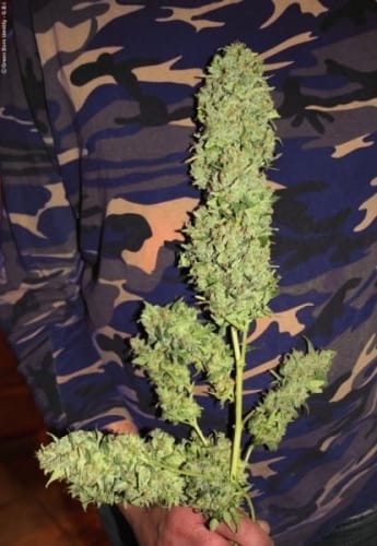 Power Plant from Dutch Passion Seeds
