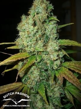 showing Super Strength – Mostly Sativa – Sweet – image 5 – Seed City