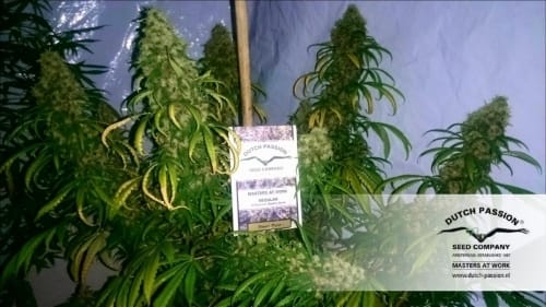 Mostly Sativa – Middle of October – Sweet – Power Plant strain – image 7 – from Dutch Passion Seeds via Seed City