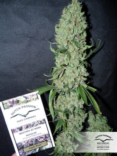 Image 8 of Power Plant cannabis by Dutch Passion Seeds – Sweet – Middle of October – Mostly Sativa – Seed City