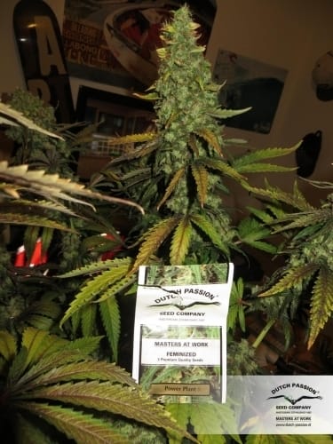 Power Plant cannabis seeds – Sweet – Greenhouse – Super Strength – image 9 from Seed City