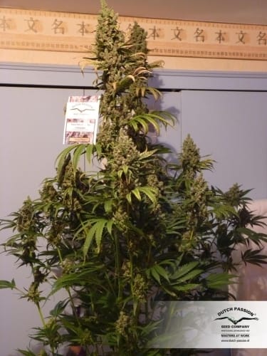 Female seeds – Greenhouse – 12/12 Photoperiod – Power Plant strain – image 10 – from Dutch Passion Seeds via Seed City