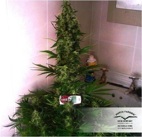 Image 11 of Power Plant cannabis by Dutch Passion Seeds – 12/12 Photoperiod – Female seeds – Greenhouse – Seed City