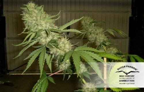 Power Plant from Dutch Passion Seeds