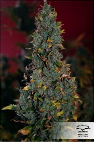 showing Female seeds – 12/12 Photoperiod – Super Strength – image 12 – Seed City