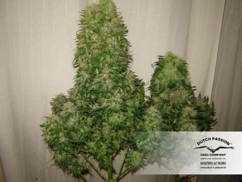 Power Plant cannabis seeds – Female seeds – Sweet – Mostly Sativa – image 13 from Seed City