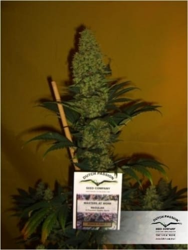 Mostly Sativa – Greenhouse – Sweet – Power Plant strain – image 14 – from Dutch Passion Seeds via Seed City