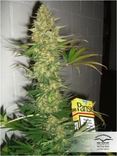 Power Plant by Dutch Passion Seeds – Female seeds – Super Strength – Middle of October – image 15 – Seed City