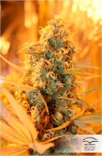 Power Plant from Dutch Passion Seeds