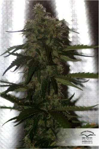 showing Greenhouse – Super Strength – Sweet – image 17 – Seed City