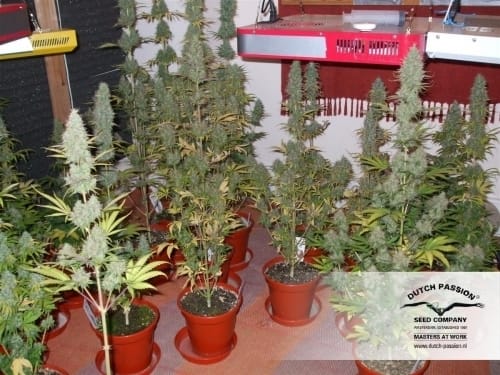 Power Plant cannabis seeds – Super Strength – 12/12 Photoperiod – Female seeds – image 16 from Seed City