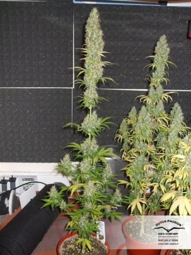 Power Plant by Dutch Passion Seeds – Super Strength – Excellent harvest potential – Mostly Sativa – image 18 – Seed City