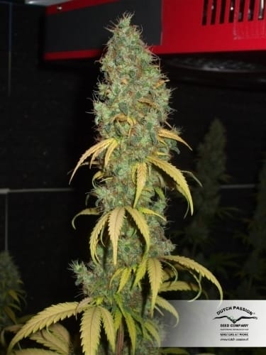 Female seeds – Super Strength – Greenhouse – Power Plant strain – image 19 – from Dutch Passion Seeds via Seed City