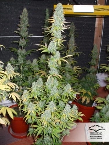 12/12 Photoperiod – Sweet – Female seeds – Power Plant strain – image 20 – from Dutch Passion Seeds via Seed City