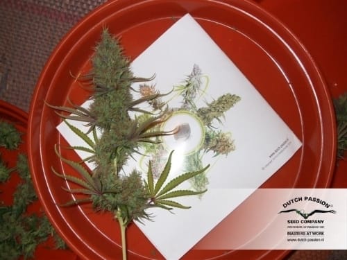Image 21 of Power Plant cannabis by Dutch Passion Seeds – Greenhouse – Female seeds – Super Strength – Seed City