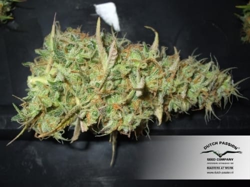 Middle of October – Greenhouse – Mostly Sativa – Power Plant strain – image 22 – from Dutch Passion Seeds via Seed City