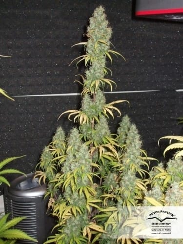 Power Plant cannabis seeds – Middle of October – Greenhouse – Female seeds – image 23 from Seed City