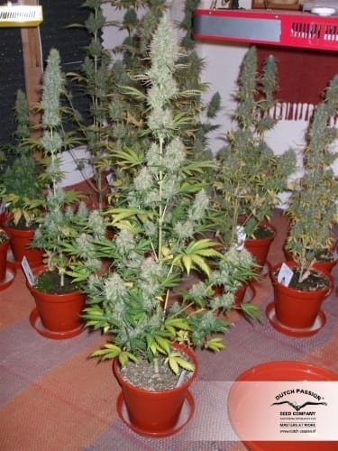 Super Strength – Mostly Sativa – Female seeds – Power Plant strain – image 24 – from Dutch Passion Seeds via Seed City