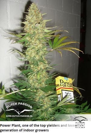 Female seeds – Middle of October – Greenhouse – Power Plant strain – image 25 – from Dutch Passion Seeds via Seed City