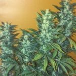 Power Africa Fast cannabis seeds – Uplifting – Sativa Dominant – Piney – image 1 from Seed City