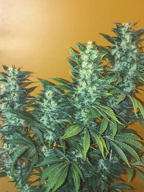 Power Africa Fast cannabis seeds – Uplifting – Sativa Dominant – Piney – image 1 from Seed City