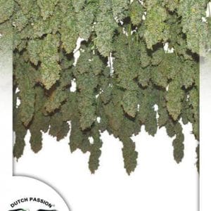 Power Plant cannabis seeds – Mostly Sativa – Middle of October – Female seeds – image 1 from Seed City