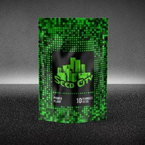 Image 1 of Power Plant cannabis by Seed City Seeds – Outdoor cultivation – Euphoric – Feminized – Seed City