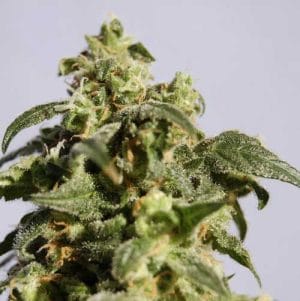 Skunk +