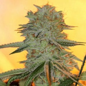 Image 1 of Powernap cannabis by Sin City Seeds – Lemon – Indoor – Indica Dominant – Seed City