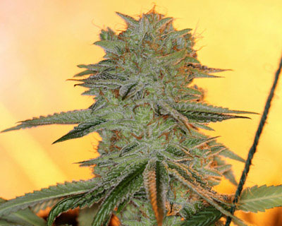 Image 1 of Powernap cannabis by Sin City Seeds – Lemon – Indoor – Indica Dominant – Seed City