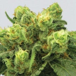 Pre-98 Big Bud