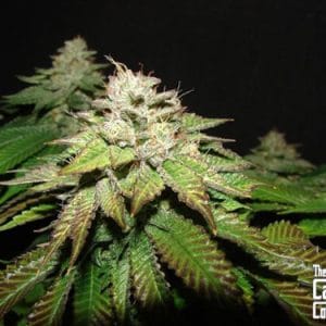 Pre-98 Bubba BX2 cannabis seeds – Feminized – Citrus – 12/12 Photoperiod – image 1 from Seed City
